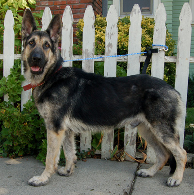 Bandit von Brandenburg standing 3